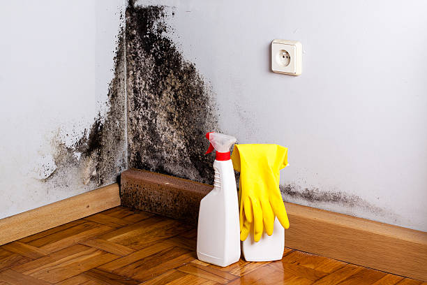 Best Attic Mold Remediation in USA